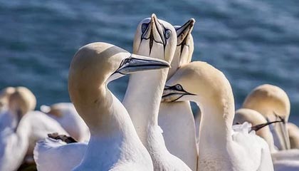 全网独家!九三阅兵全图鉴